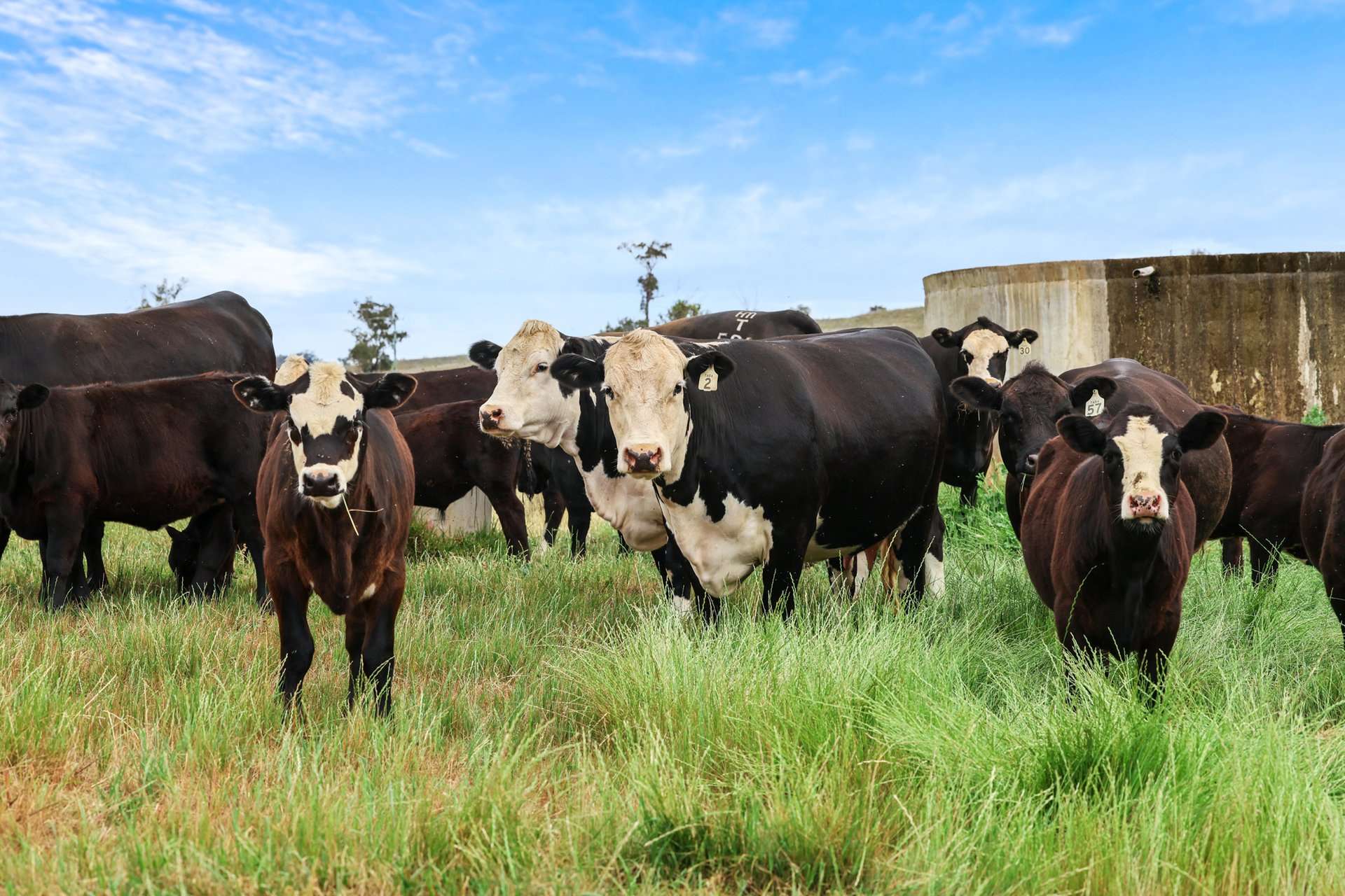Tara, 1425 Halls Creek Road, Manilla For Sale by Farmbuy.com - image 20