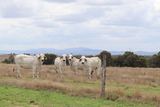 "Penlyn Hills" 811 Lowries Road, Kokotungo Auction by Ray White Rural Gracemere