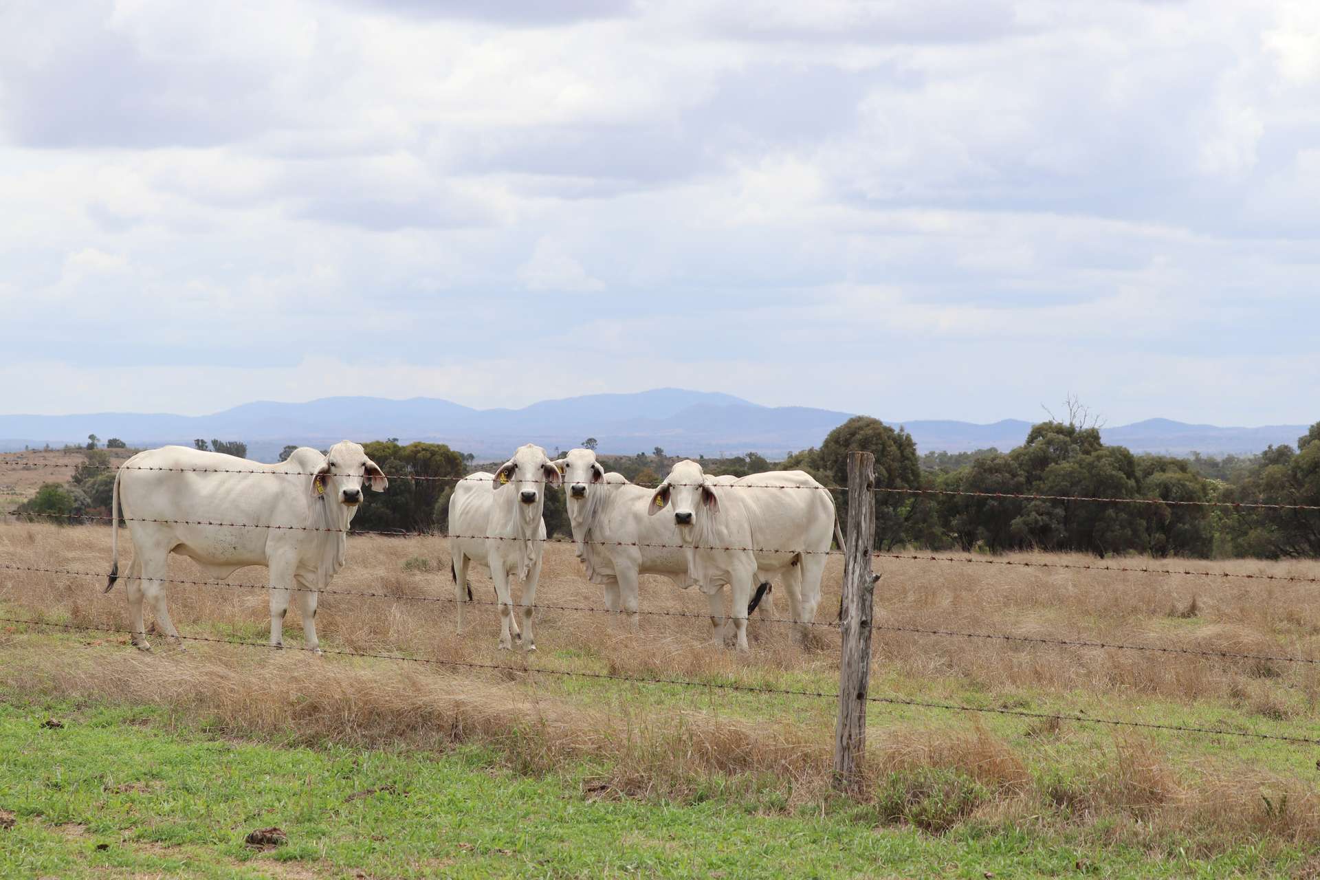 "Penlyn Hills" 811 Lowries Road, Kokotungo Auction by Farmbuy.com - image 1