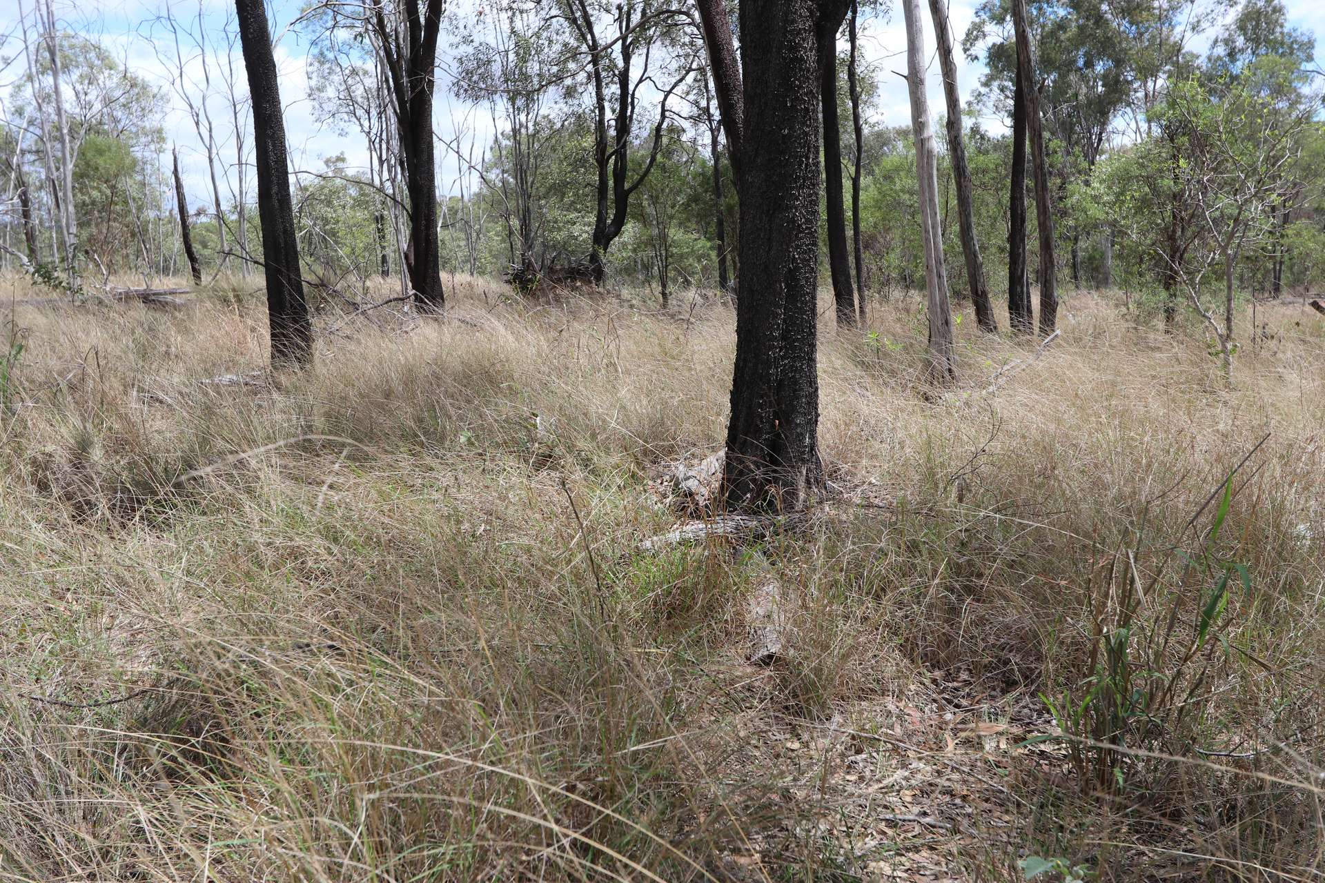 "Penlyn Hills" 811 Lowries Road, Kokotungo Auction by Farmbuy.com - image 16