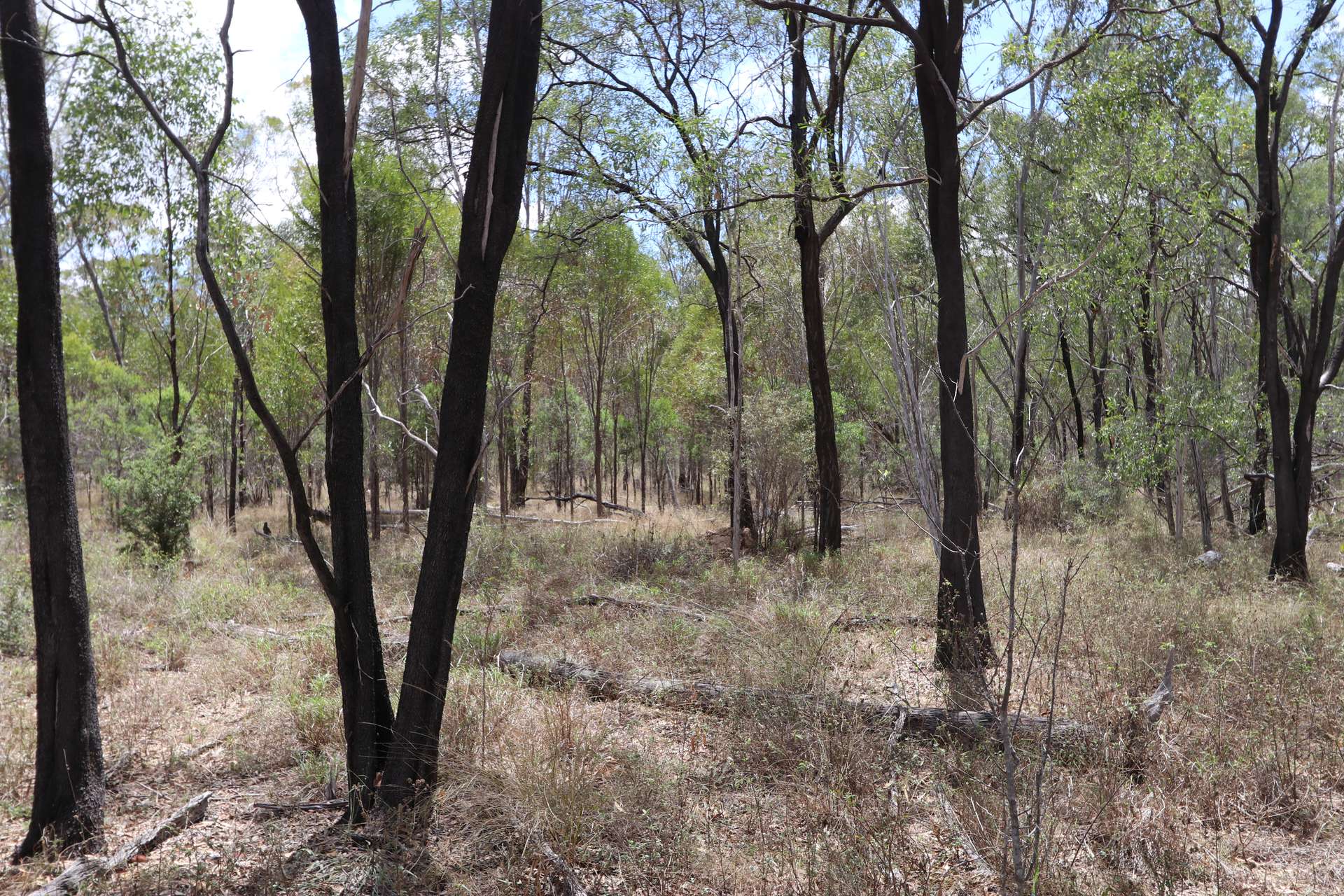 "Penlyn Hills" 811 Lowries Road, Kokotungo Auction by Farmbuy.com - image 17