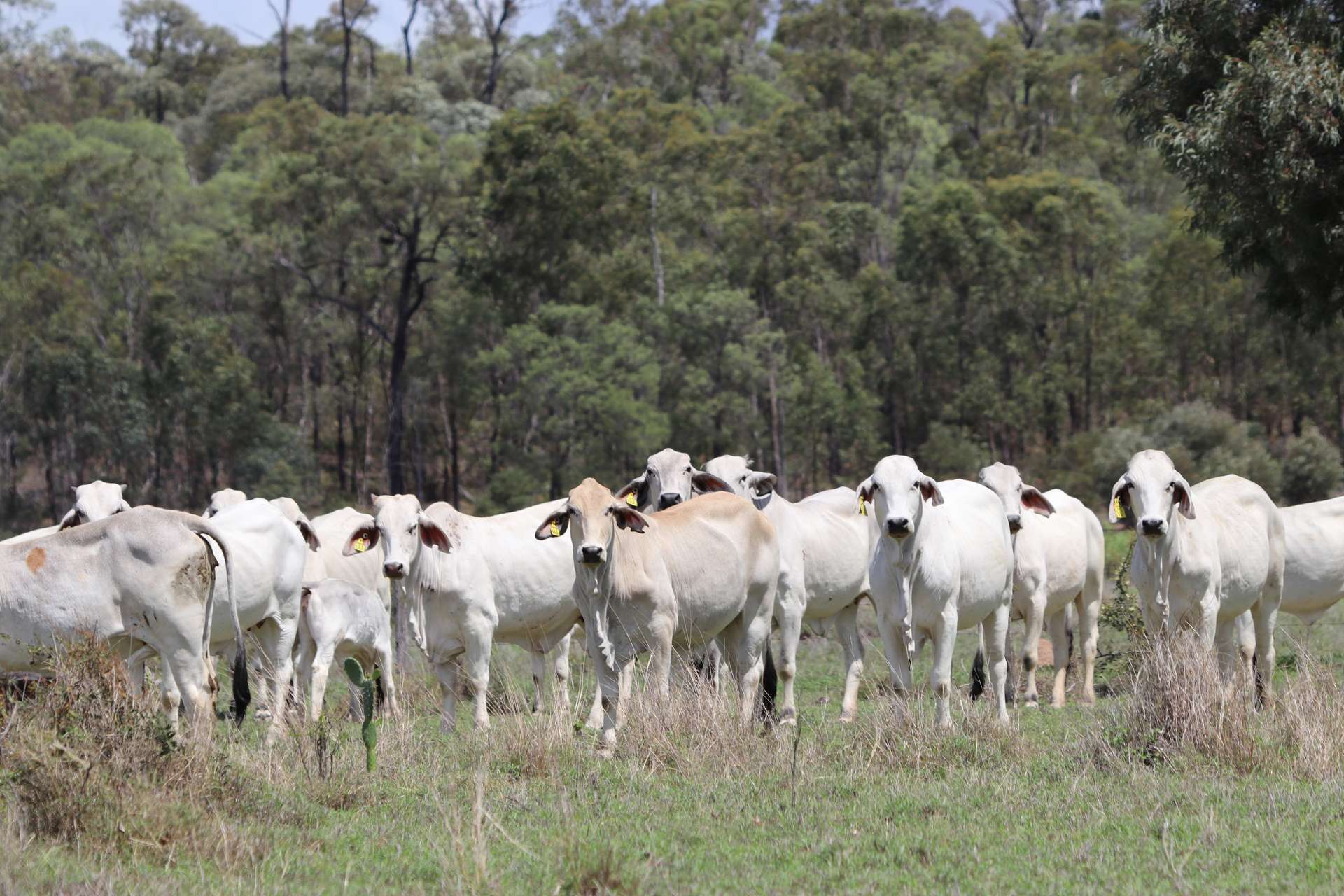 "Penlyn Hills" 811 Lowries Road, Kokotungo Auction by Farmbuy.com - image 14