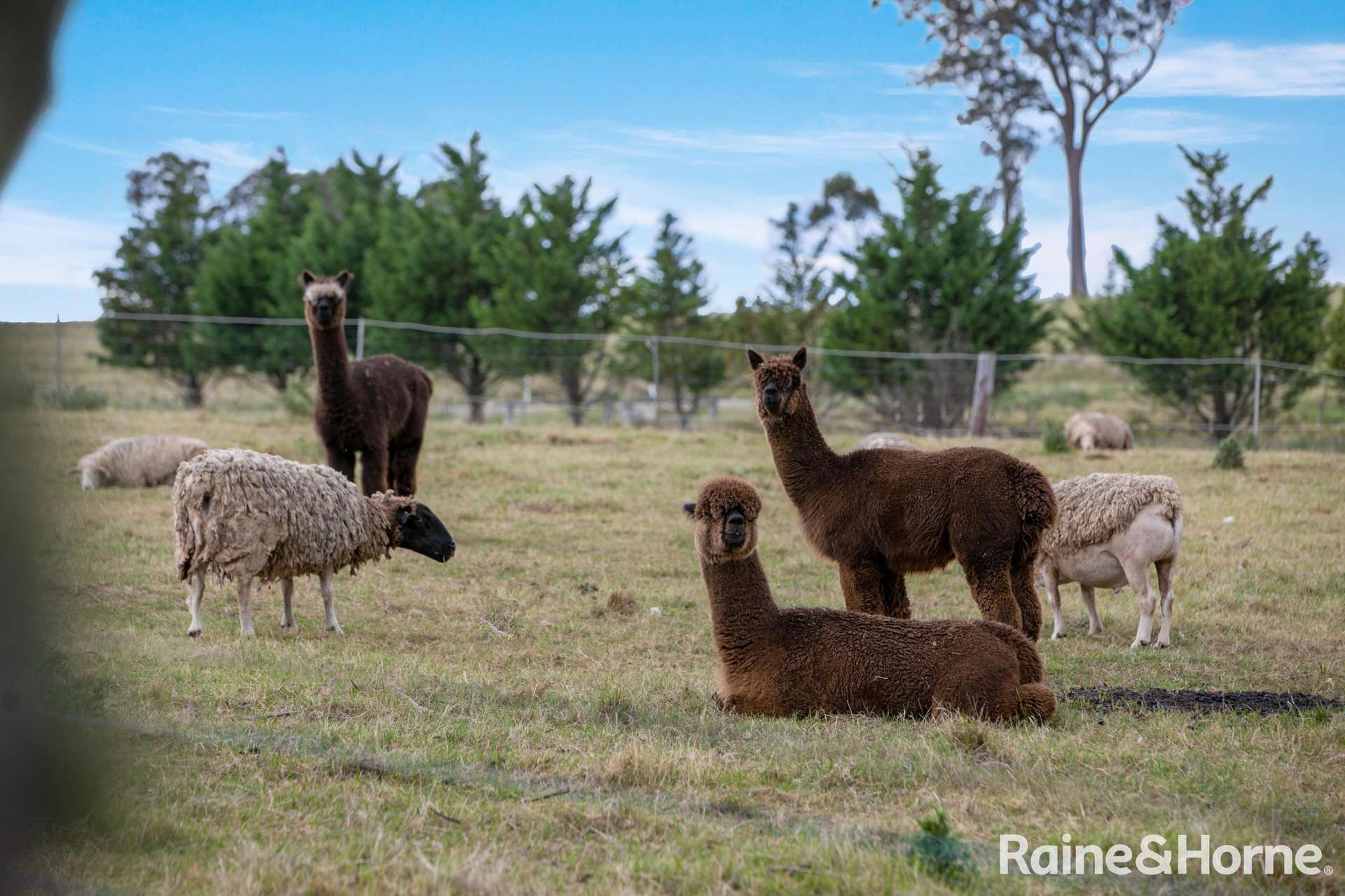 1469 Caoura Road, Tallong For Sale by Farmbuy.com - image 26
