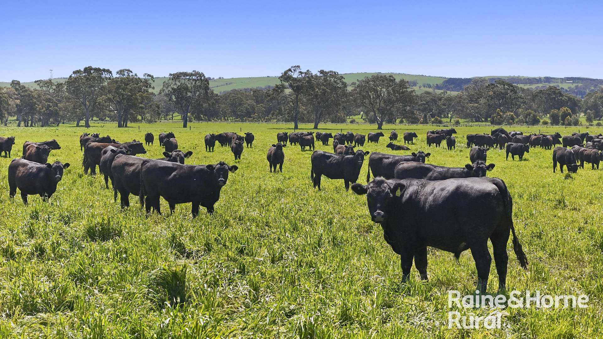 160 Rowley Road, Myponga For Sale by Farmbuy.com - image 1