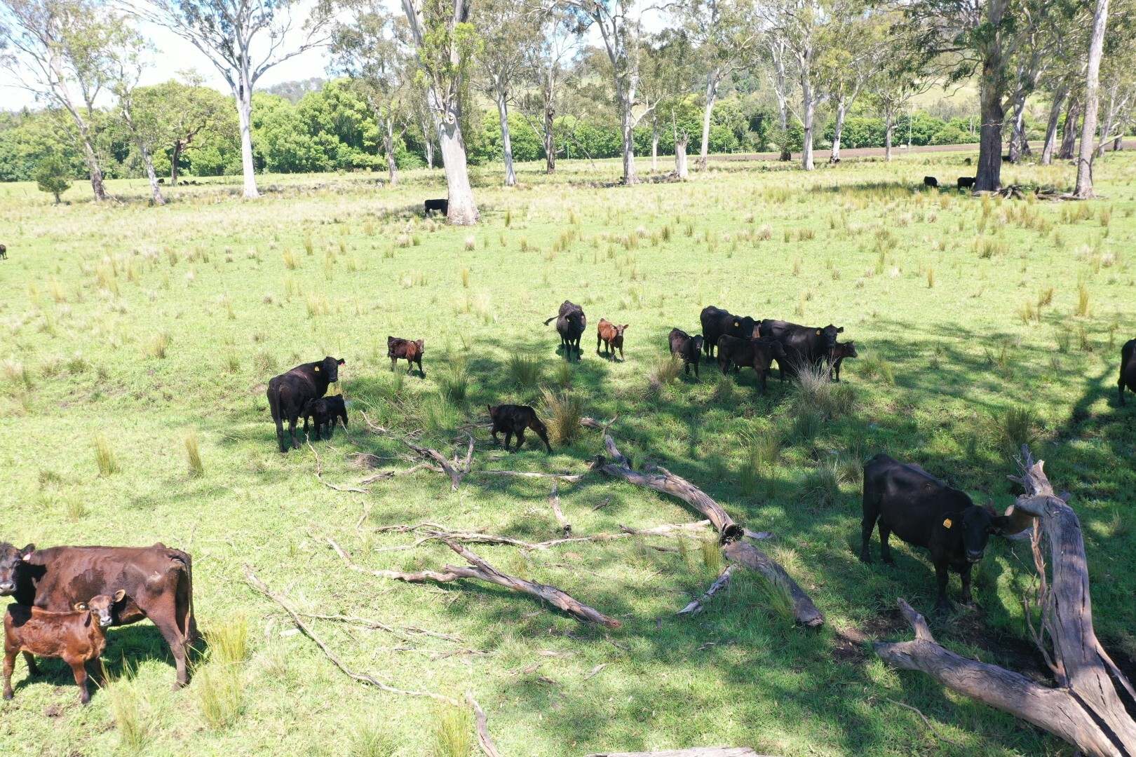 Lot 1 Sherwood Road, Kyogle For Sale by Farmbuy.com - image 30