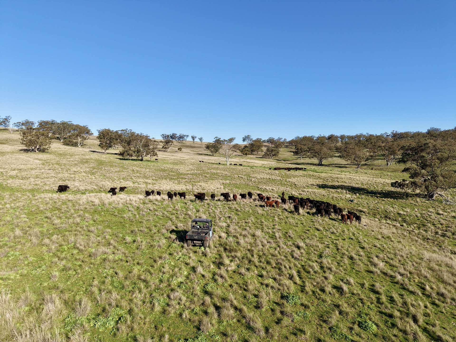 "Yallambee" & "Rangeview" Vinegaroy Road, Cassilis For Sale by Farmbuy.com - image 7