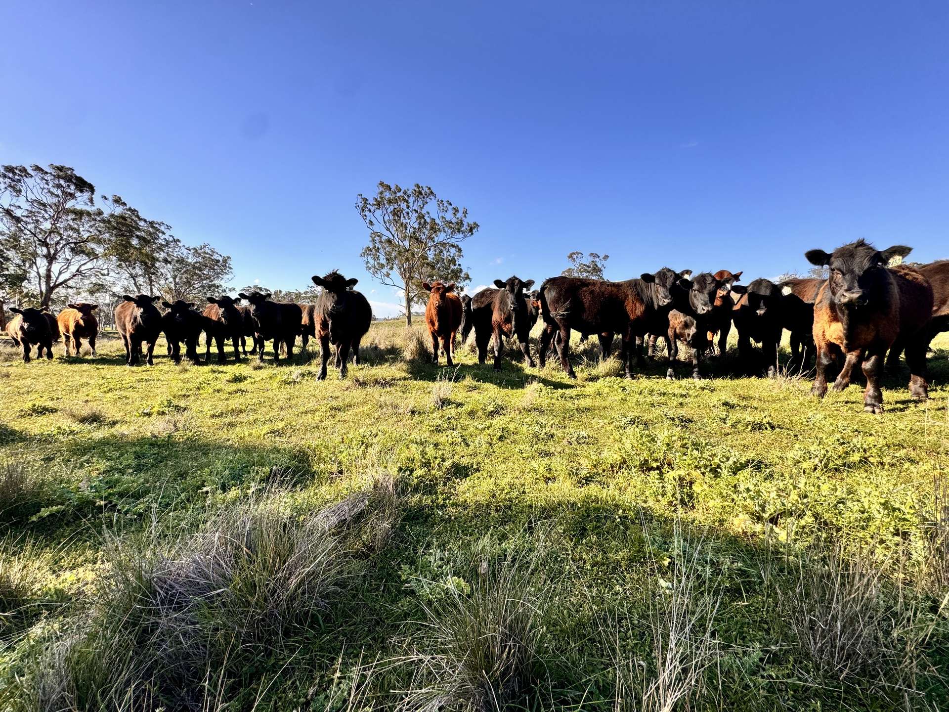 "Yallambee" & "Rangeview" Vinegaroy Road, Cassilis For Sale by Farmbuy.com - image 15