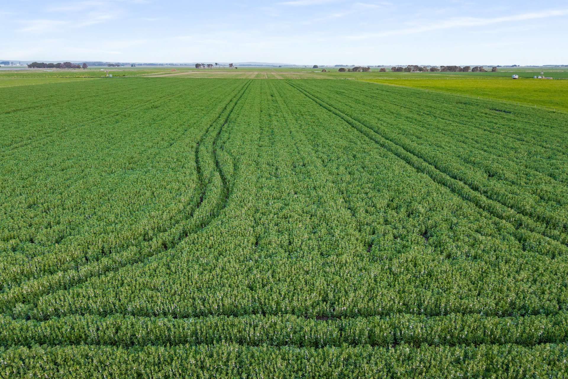 1161 Mayurra Road, Millicent For Sale by Farmbuy.com - image 1