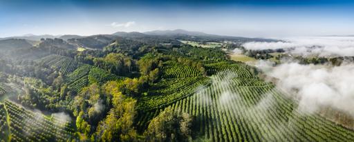 Farm Auction - NSW - Macksville - 2447 - Thriving Mid North Coast Macadamia Farm on Three Titles 