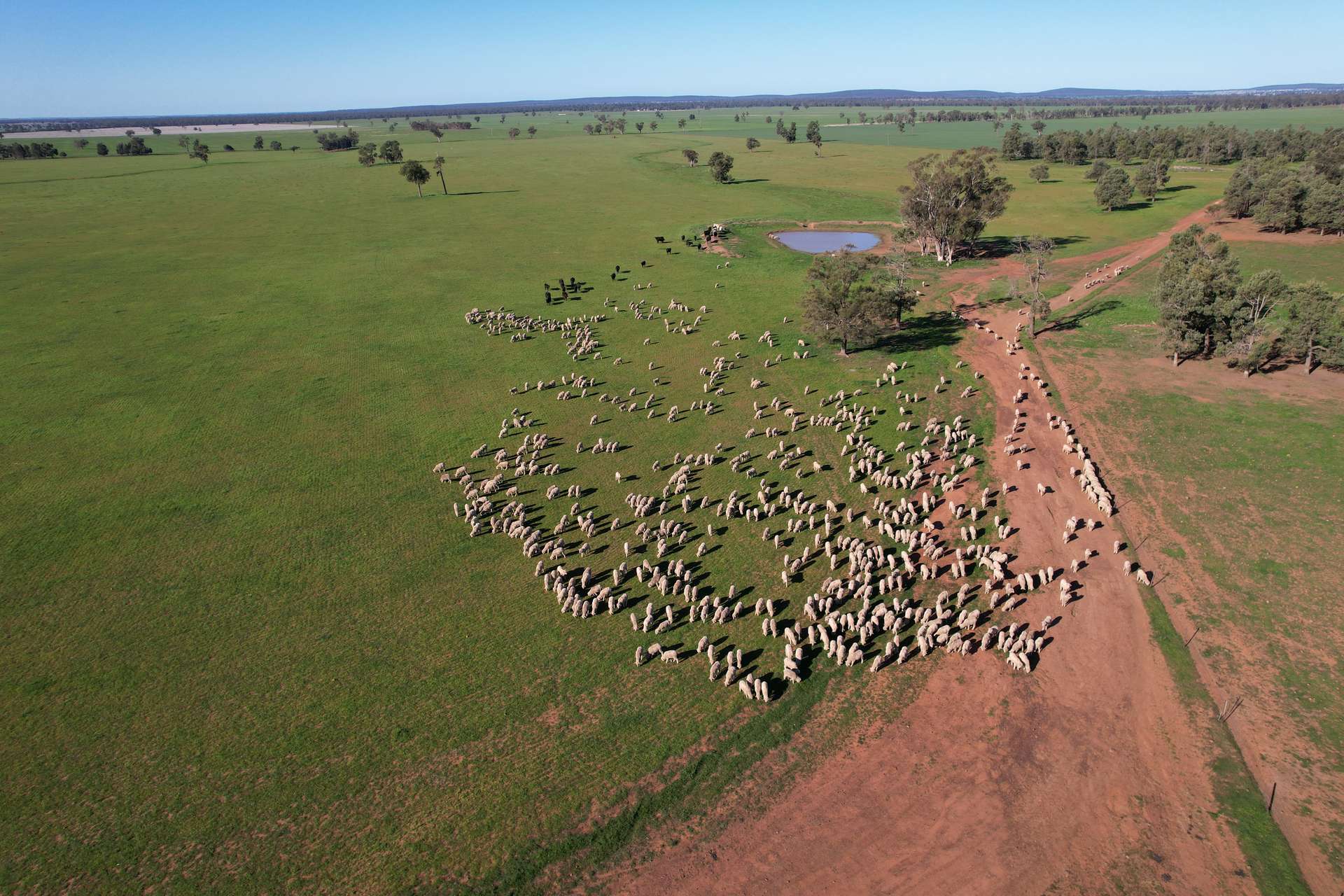 3896 Albert Road, Condobolin For Sale by Farmbuy.com - image 9
