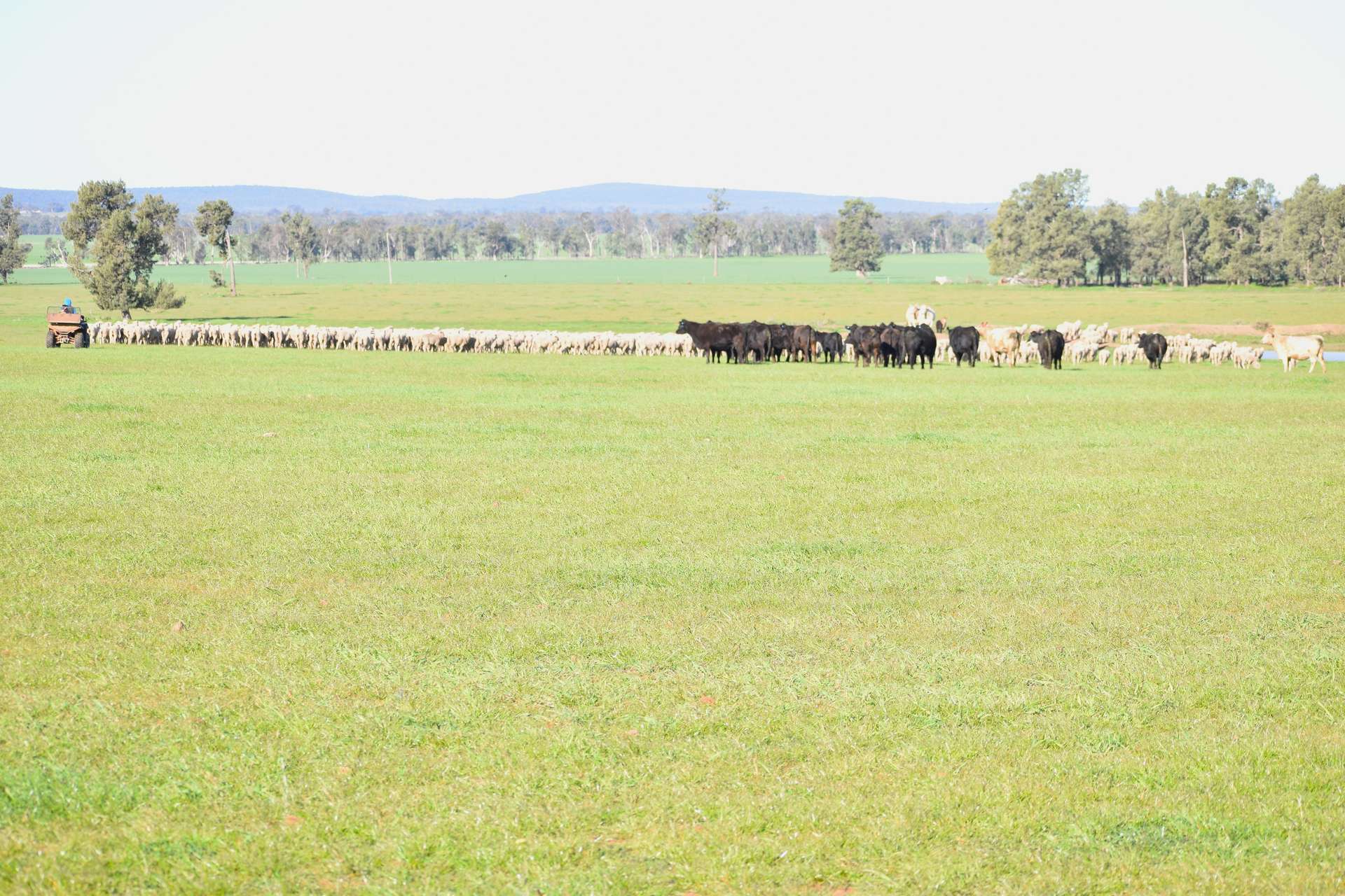 3896 Albert Road, Condobolin For Sale by Farmbuy.com - image 12