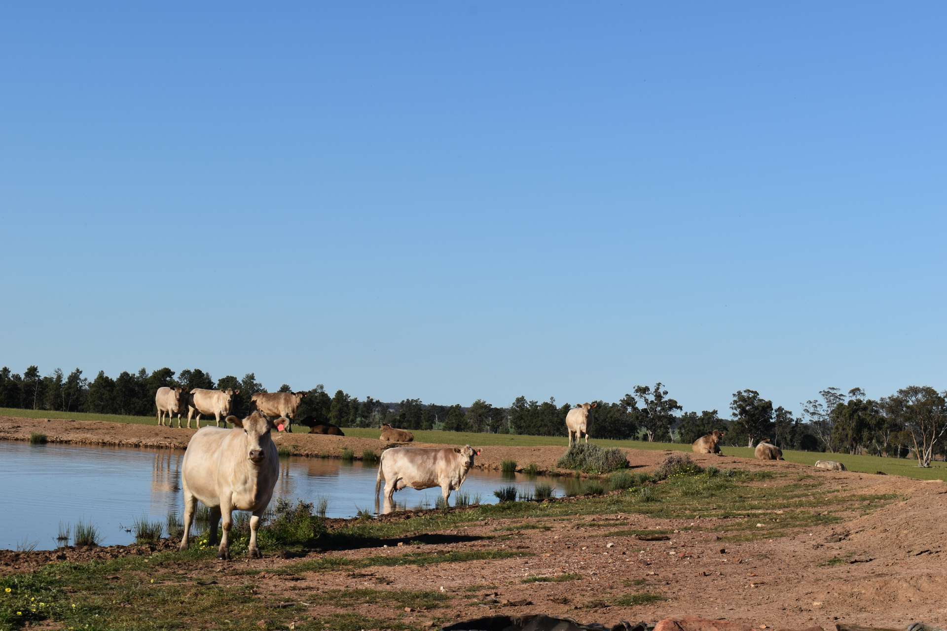 3896 Albert Road, Condobolin For Sale by Farmbuy.com - image 17