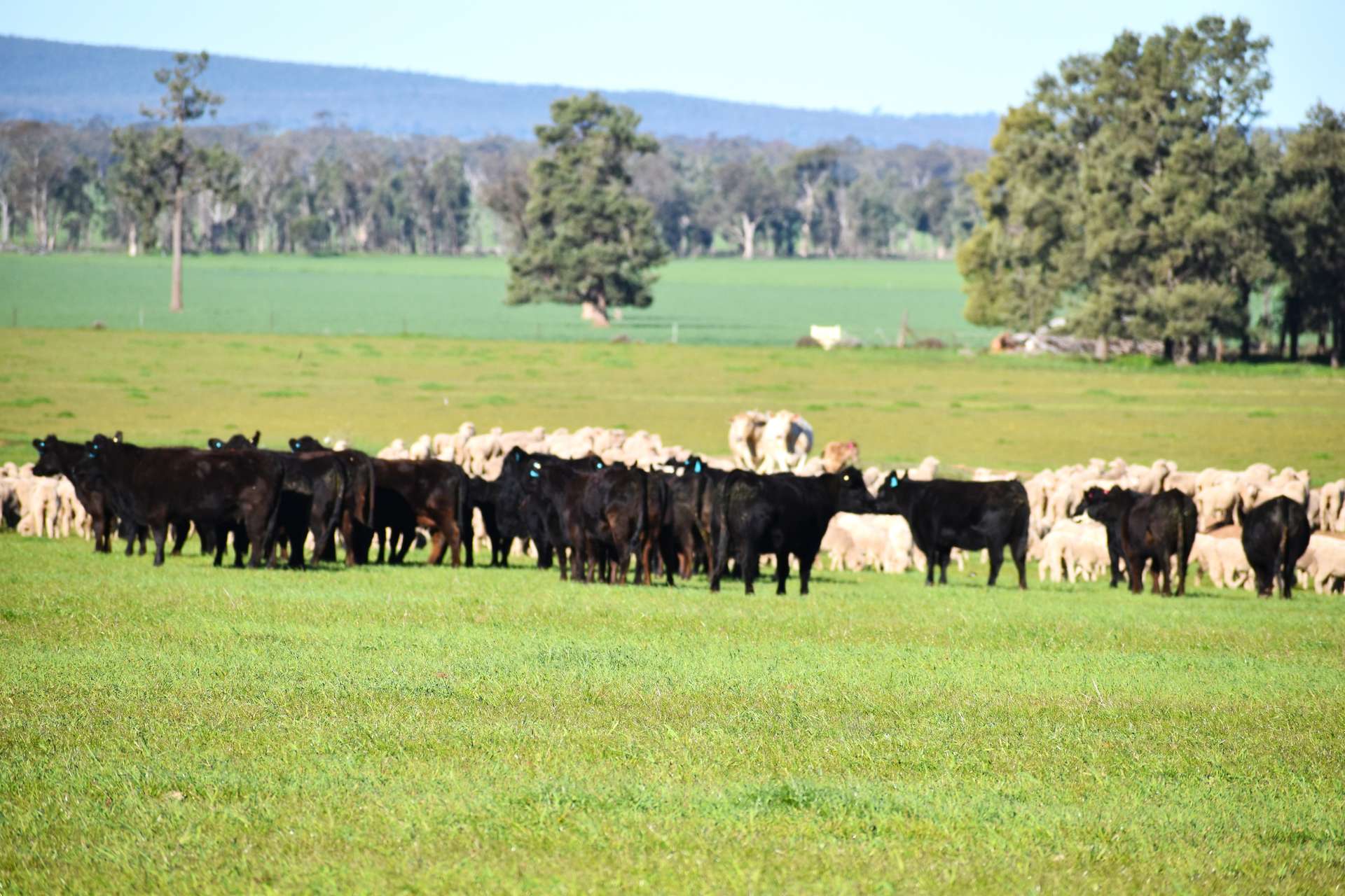 3896 Albert Road, Condobolin For Sale by Farmbuy.com - image 13