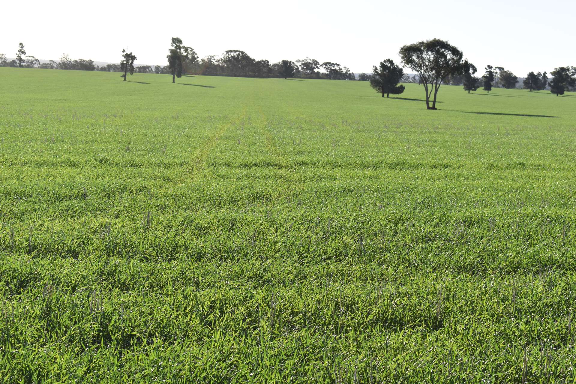 3896 Albert Road, Condobolin For Sale by Farmbuy.com - image 14