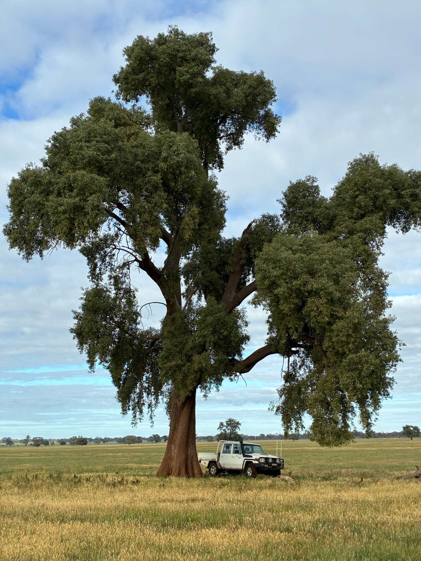 2388 Booberoi Road, Condobolin For Sale by Farmbuy.com - image 5
