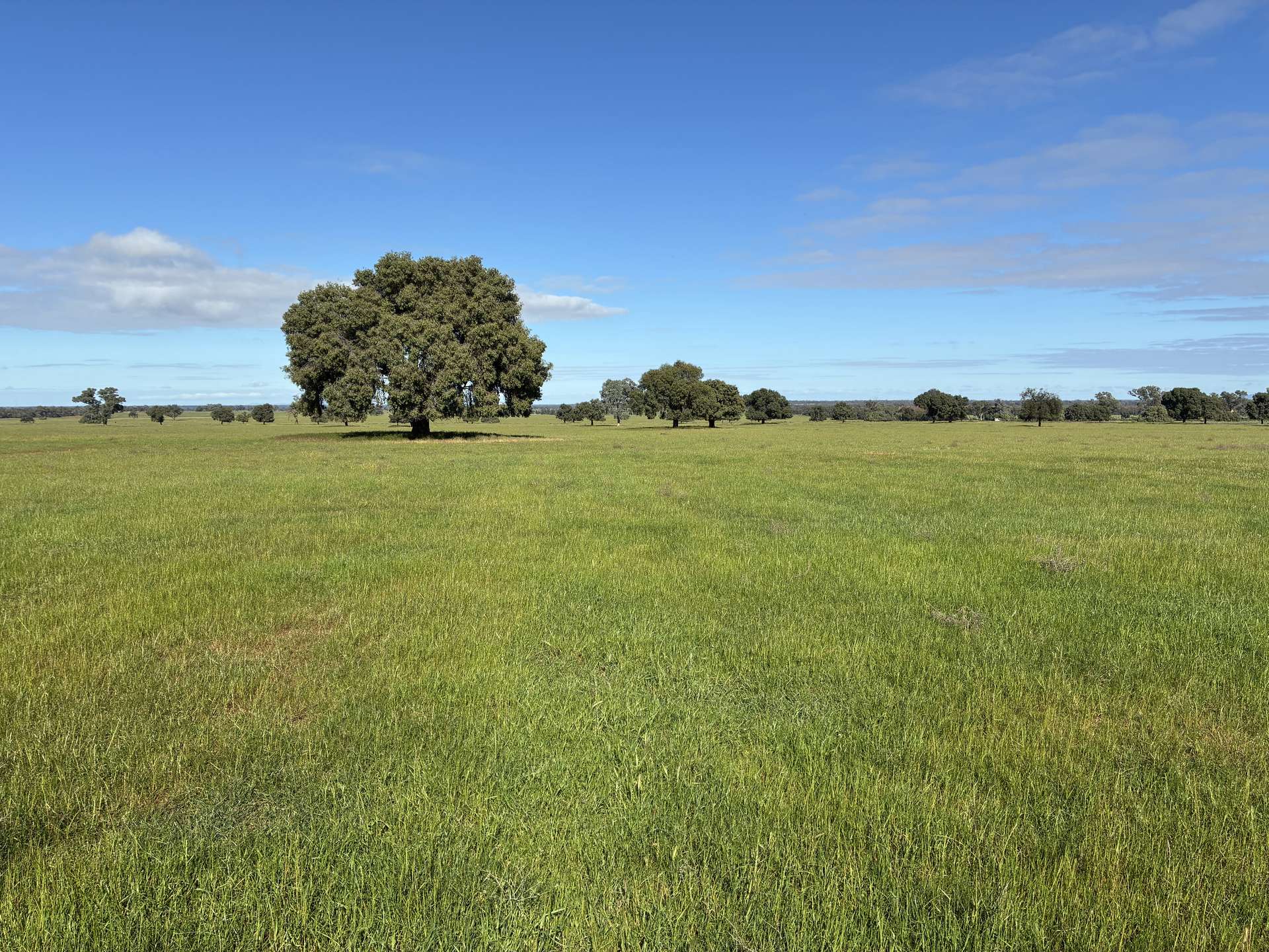 2388 Booberoi Road, Condobolin For Sale by Farmbuy.com - image 14