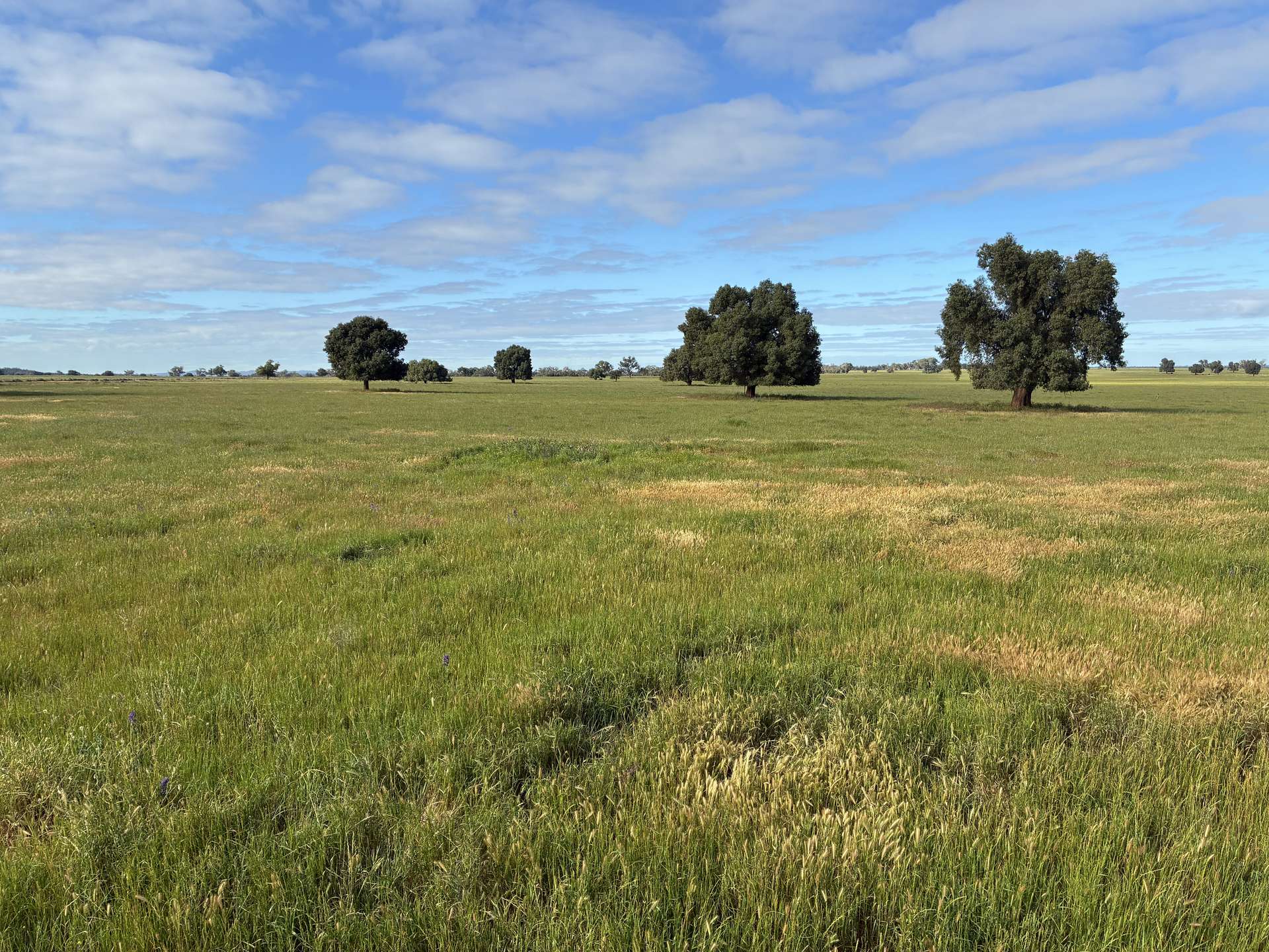 2388 Booberoi Road, Condobolin For Sale by Farmbuy.com - image 6