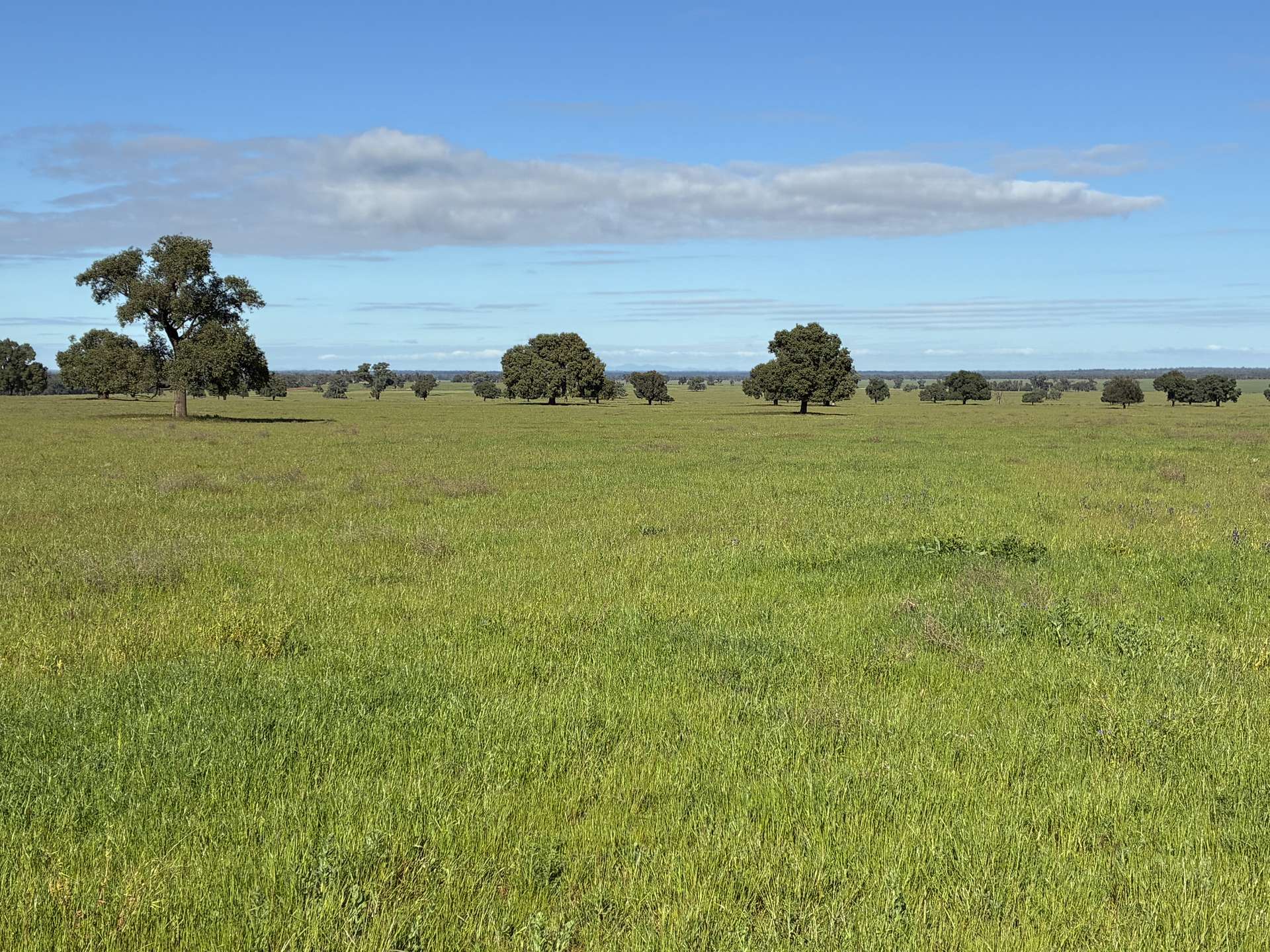 2388 Booberoi Road, Condobolin For Sale by Farmbuy.com - image 2