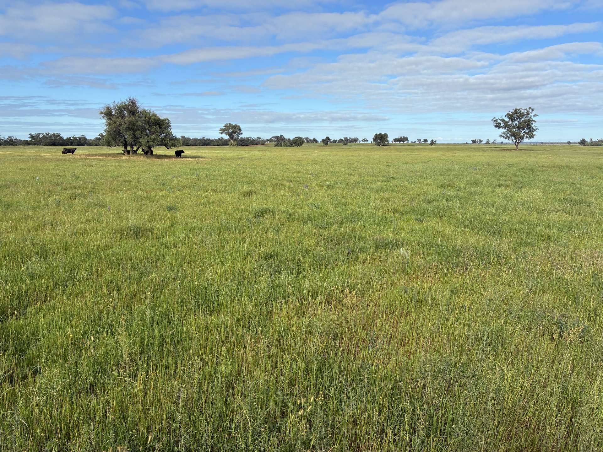 2388 Booberoi Road, Condobolin For Sale by Farmbuy.com - image 20
