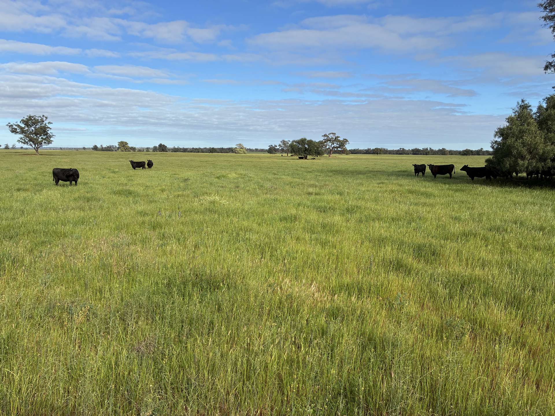2388 Booberoi Road, Condobolin For Sale by Farmbuy.com - image 13