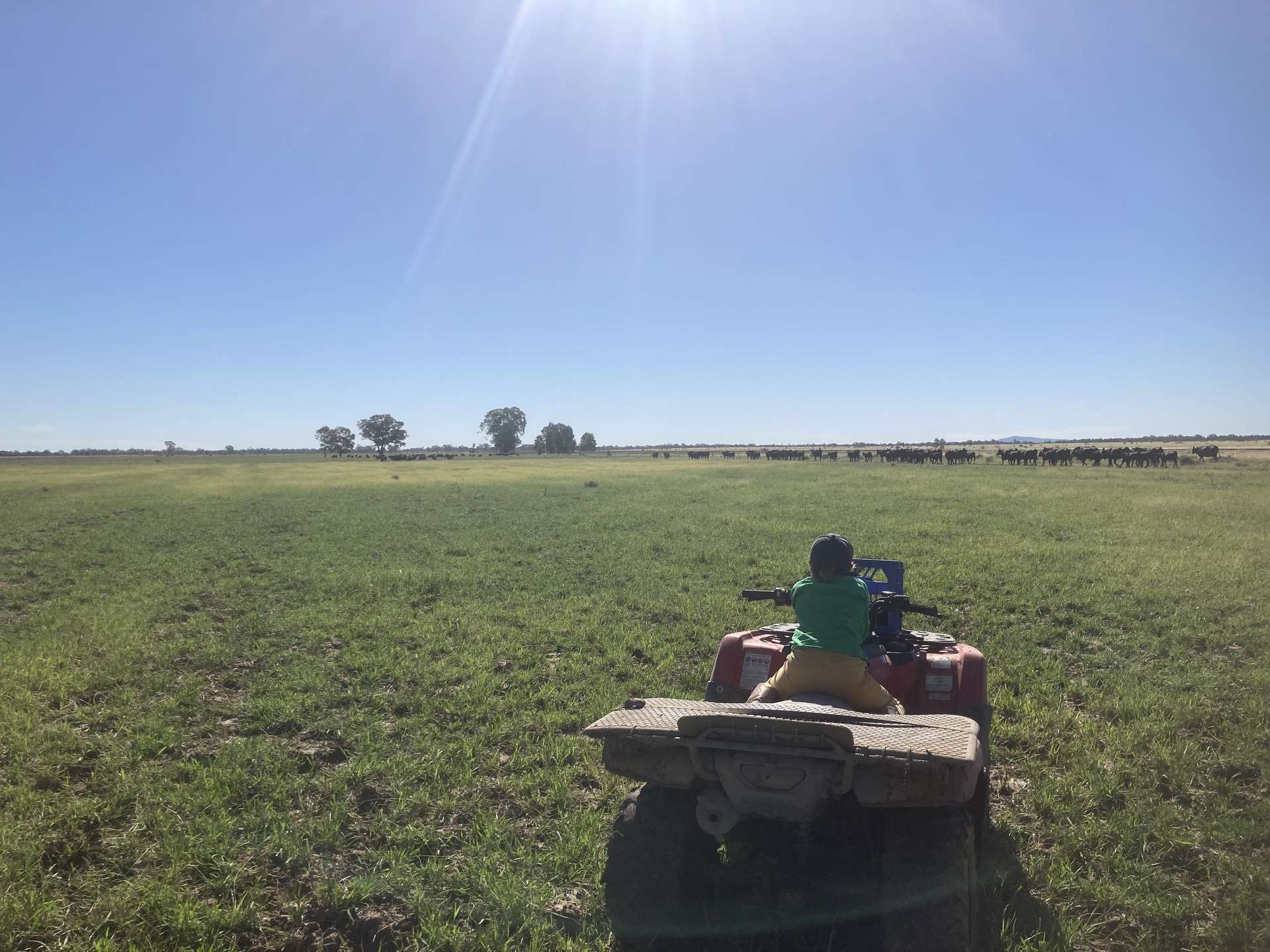 2388 Booberoi Road, Condobolin For Sale by Farmbuy.com - image 19