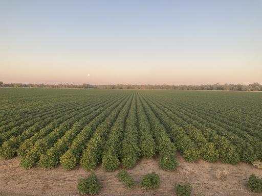 Farm For Sale - NSW - Condobolin - 2877 - Exceptional Country, Endless Opportunity 