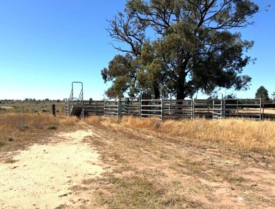 1056 Kickabil Road, Balladoran For Sale by Farmbuy.com - image 5