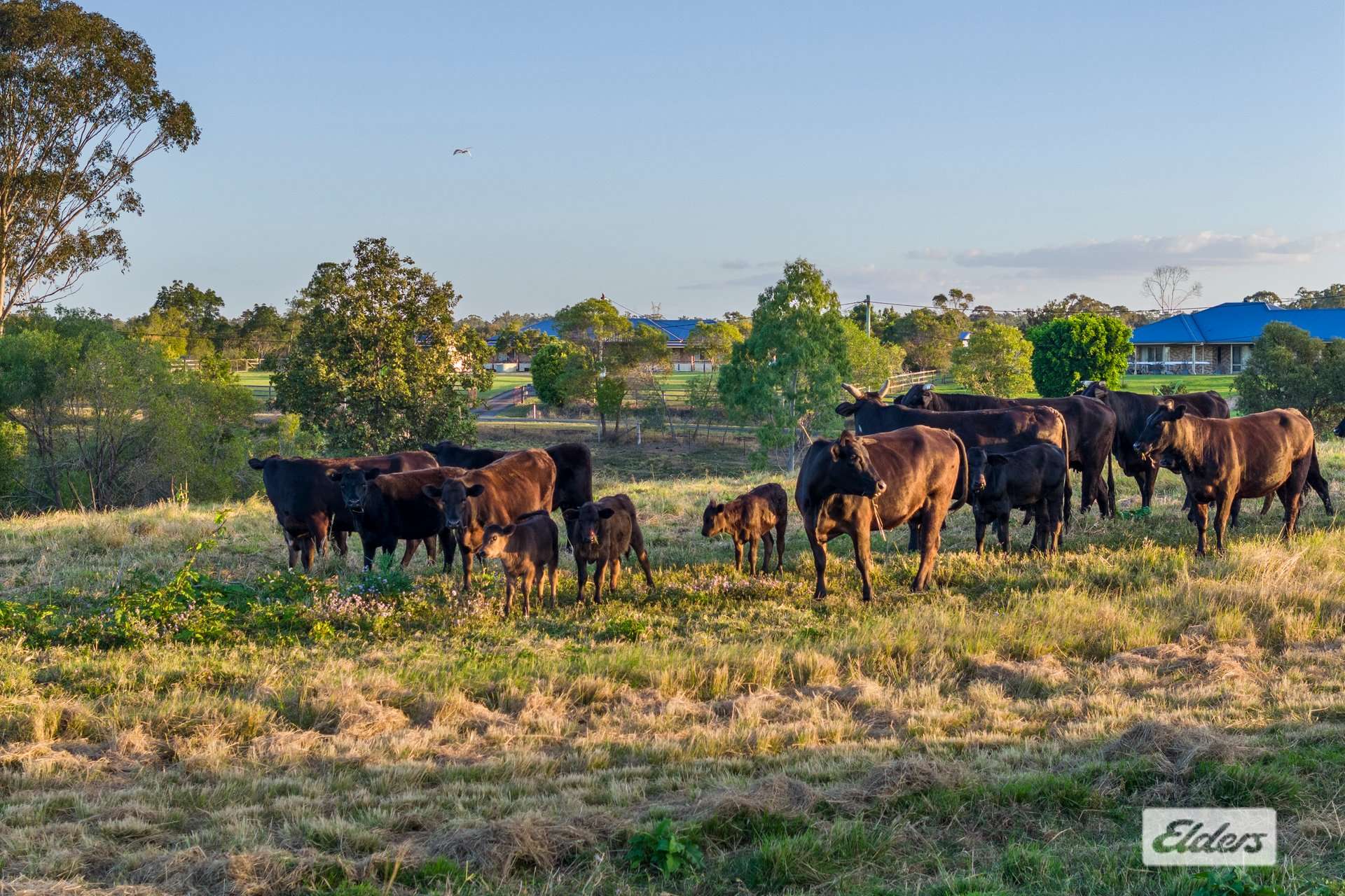 35 Bonnie View Court, Kurwongbah For Sale by Farmbuy.com - image 22