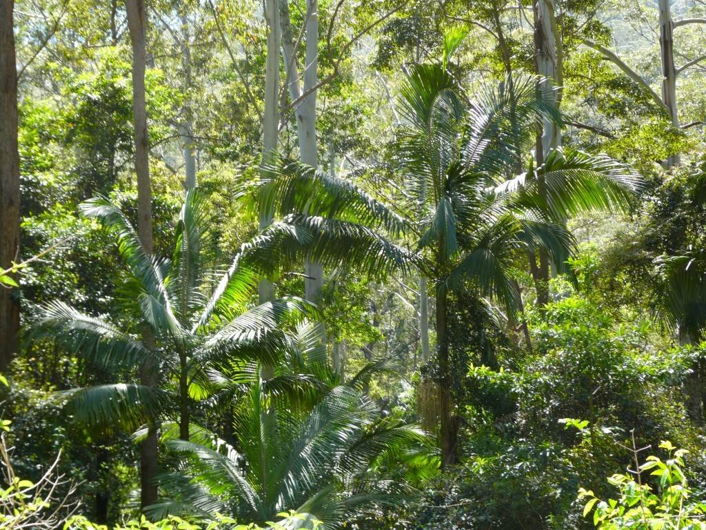 Lot 7/422 Main Creek Road, Kyogle For Sale by Farmbuy.com - image 3