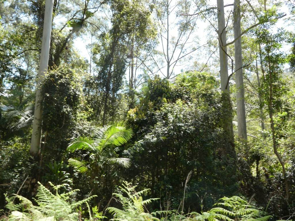 Lot 7/422 Main Creek Road, Kyogle For Sale by Farmbuy.com - image 22