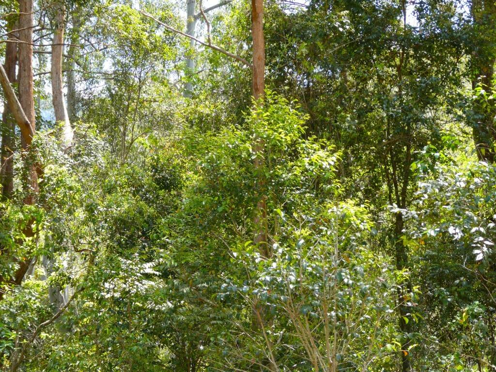Lot 7/422 Main Creek Road, Kyogle For Sale by Farmbuy.com - image 10
