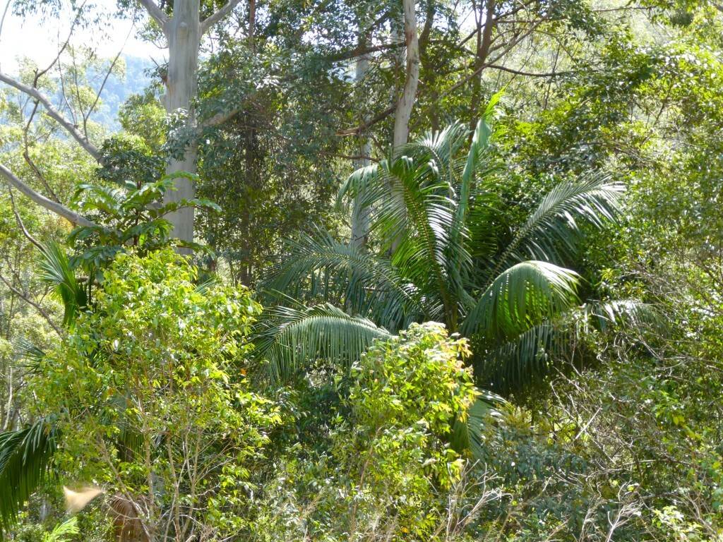 Lot 7/422 Main Creek Road, Kyogle For Sale by Farmbuy.com - image 9