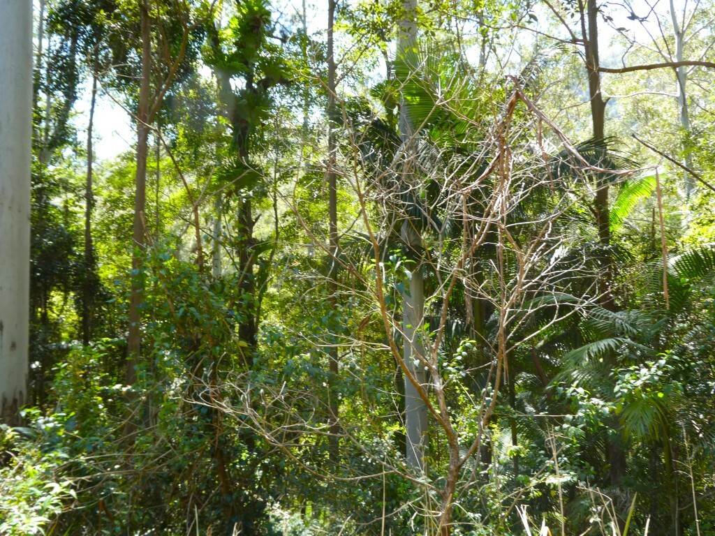 Lot 7/422 Main Creek Road, Kyogle For Sale by Farmbuy.com - image 23