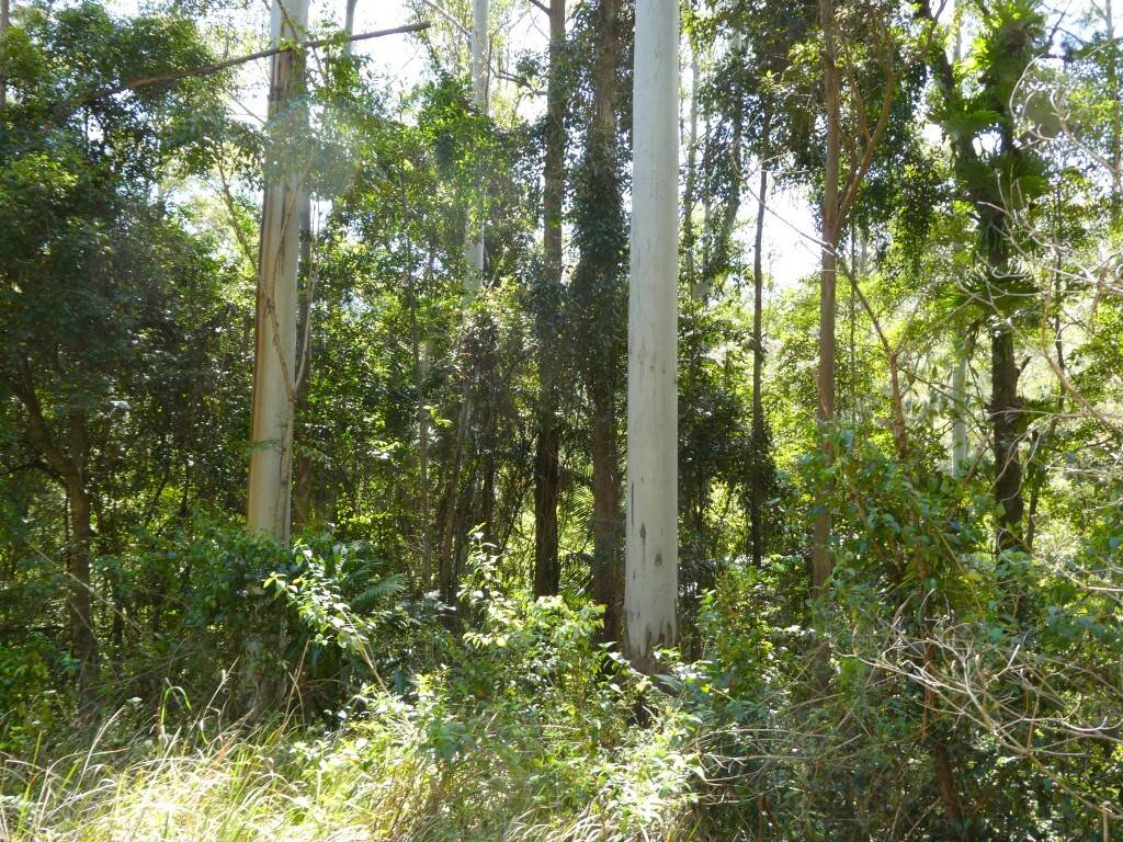 Lot 7/422 Main Creek Road, Kyogle For Sale by Farmbuy.com - image 4
