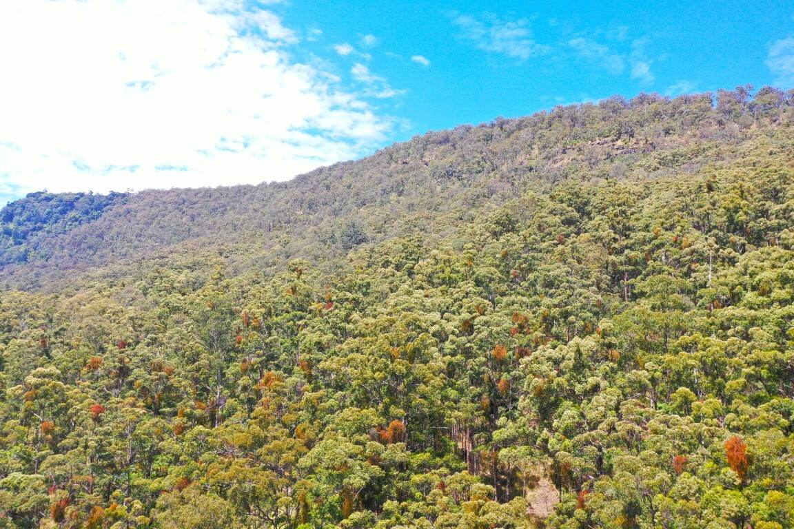 Lot 7/422 Main Creek Road, Kyogle For Sale by Farmbuy.com - image 16
