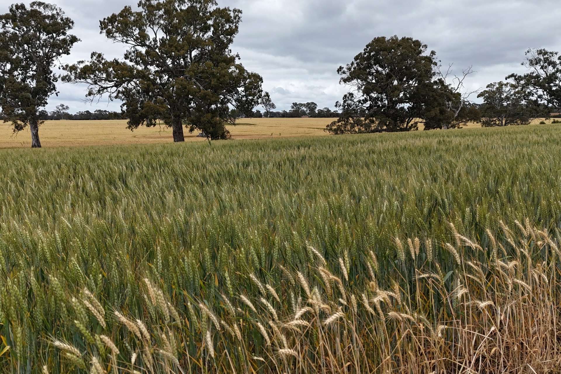276 Dunstans Road, Telangatuk East For Sale by Farmbuy.com - image 18
