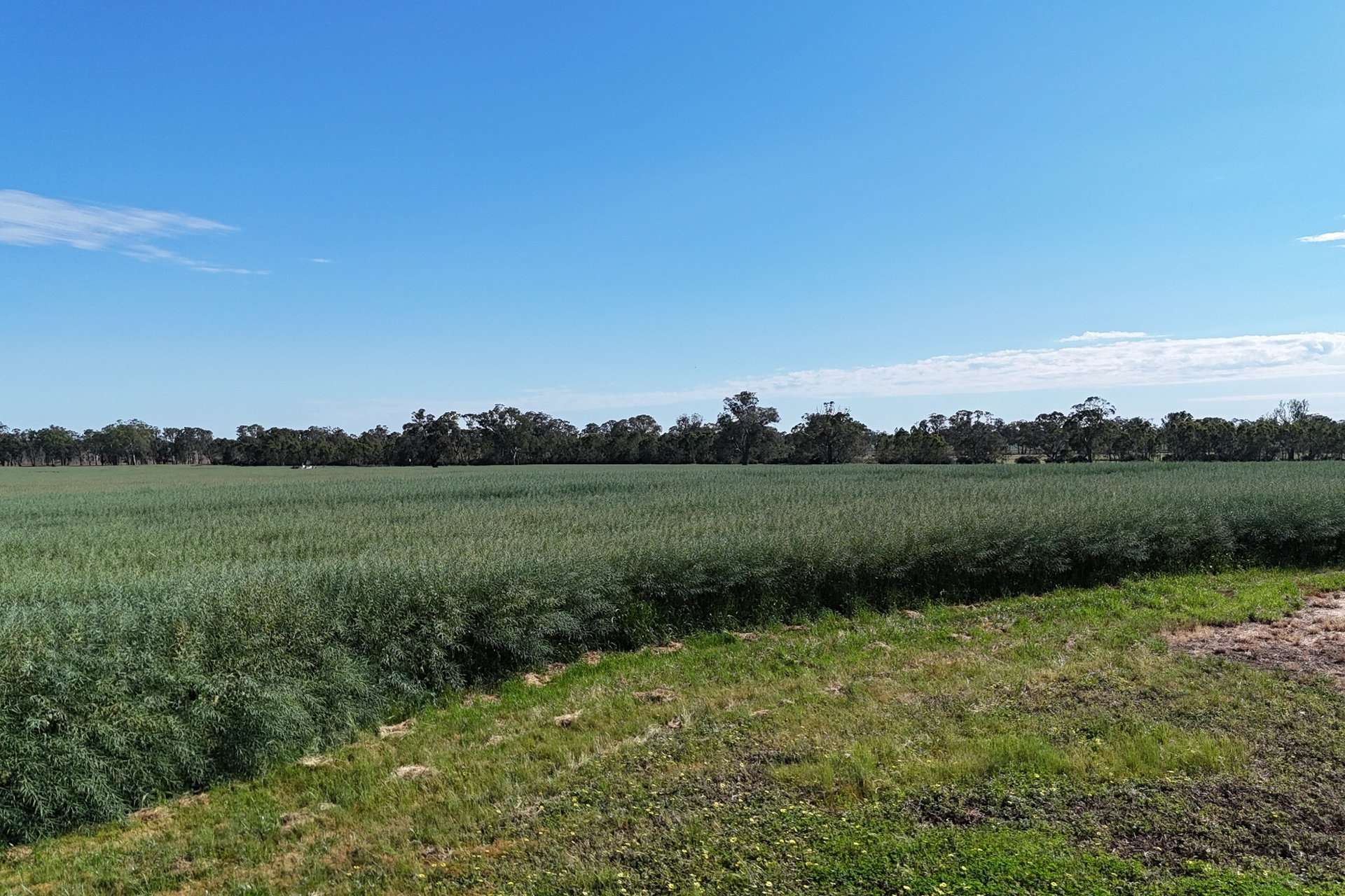 276 Dunstans Road, Telangatuk East For Sale by Farmbuy.com - image 17