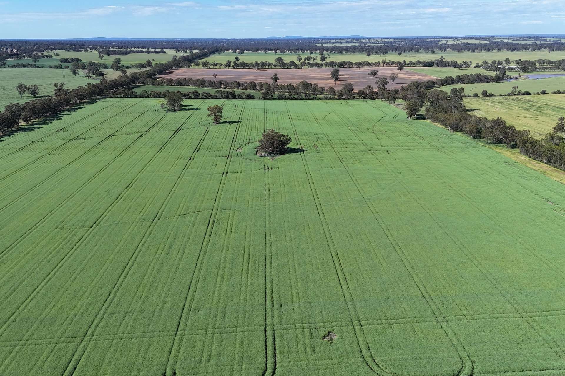 276 Dunstans Road, Telangatuk East For Sale by Farmbuy.com - image 19