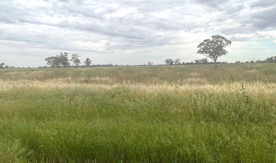 294 Berida Road, Curban For Sale by Farmbuy.com - image 1