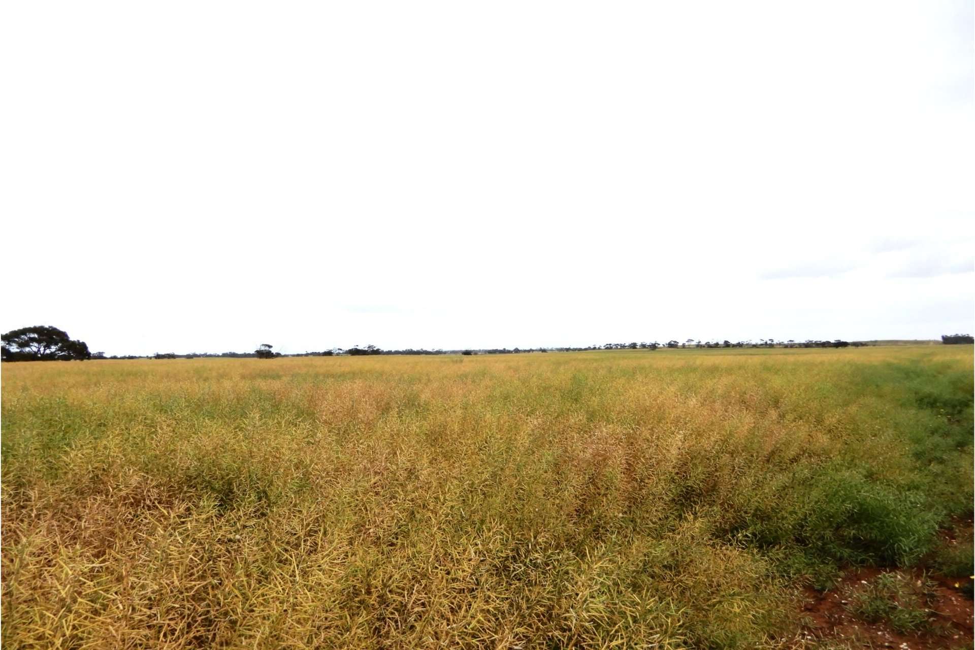 2473 Dukes Highway, Coomandook For Sale by Farmbuy.com - image 11