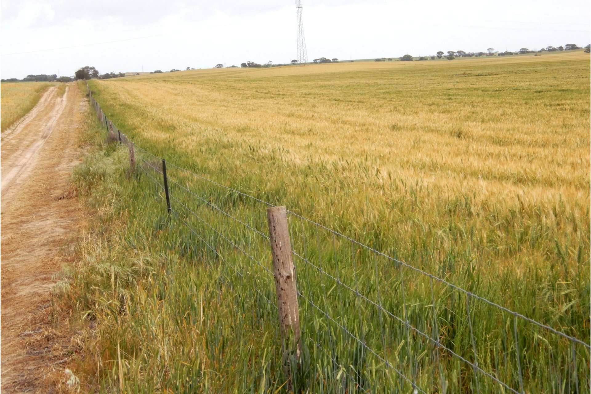 2473 Dukes Highway, Coomandook For Sale by Farmbuy.com - image 18