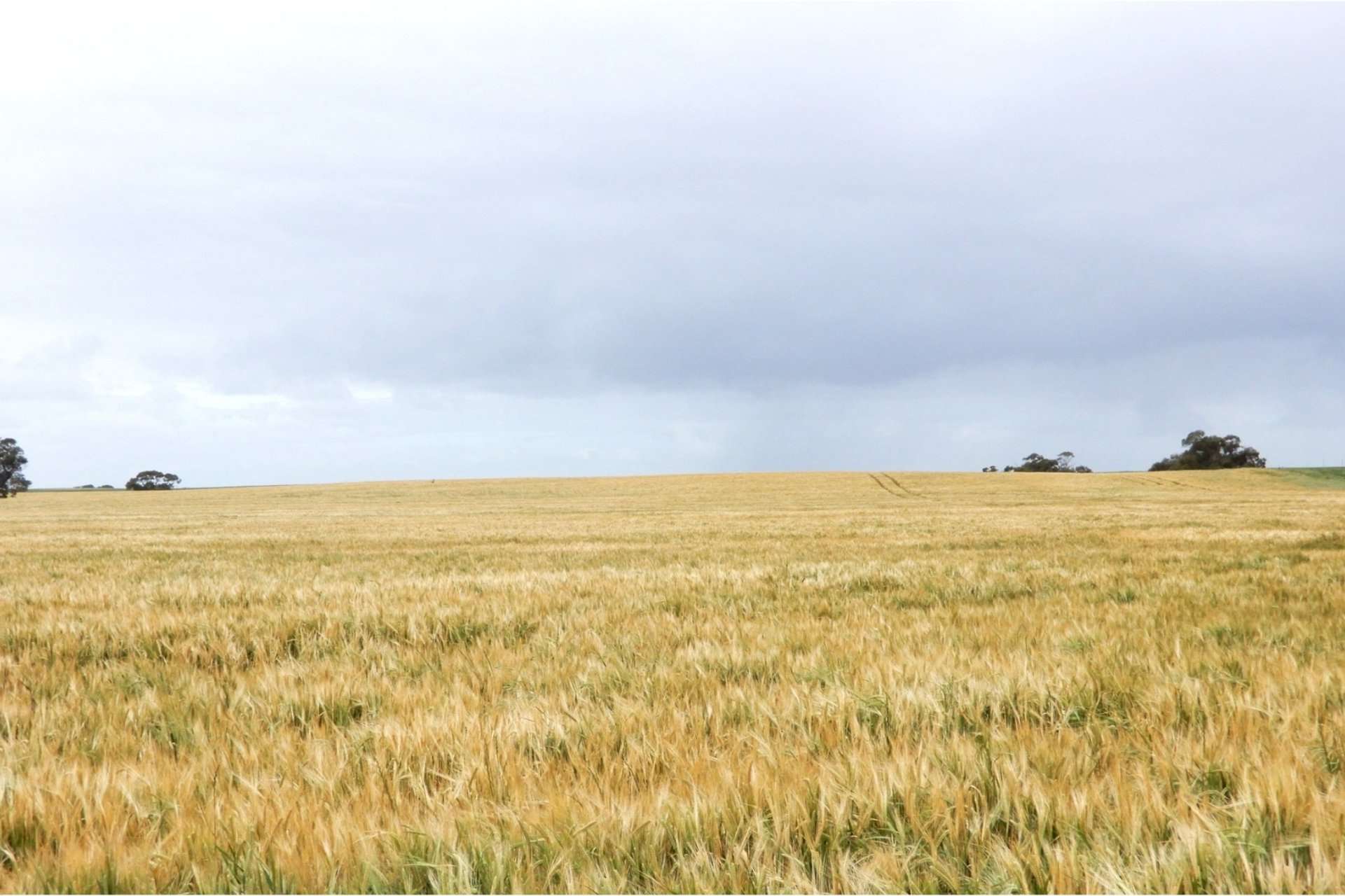 2473 Dukes Highway, Coomandook For Sale by Farmbuy.com - image 24