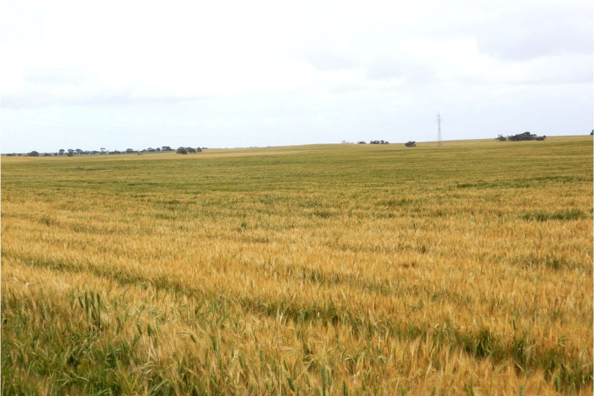 2473 Dukes Highway, Coomandook For Sale by Farmbuy.com - image 16