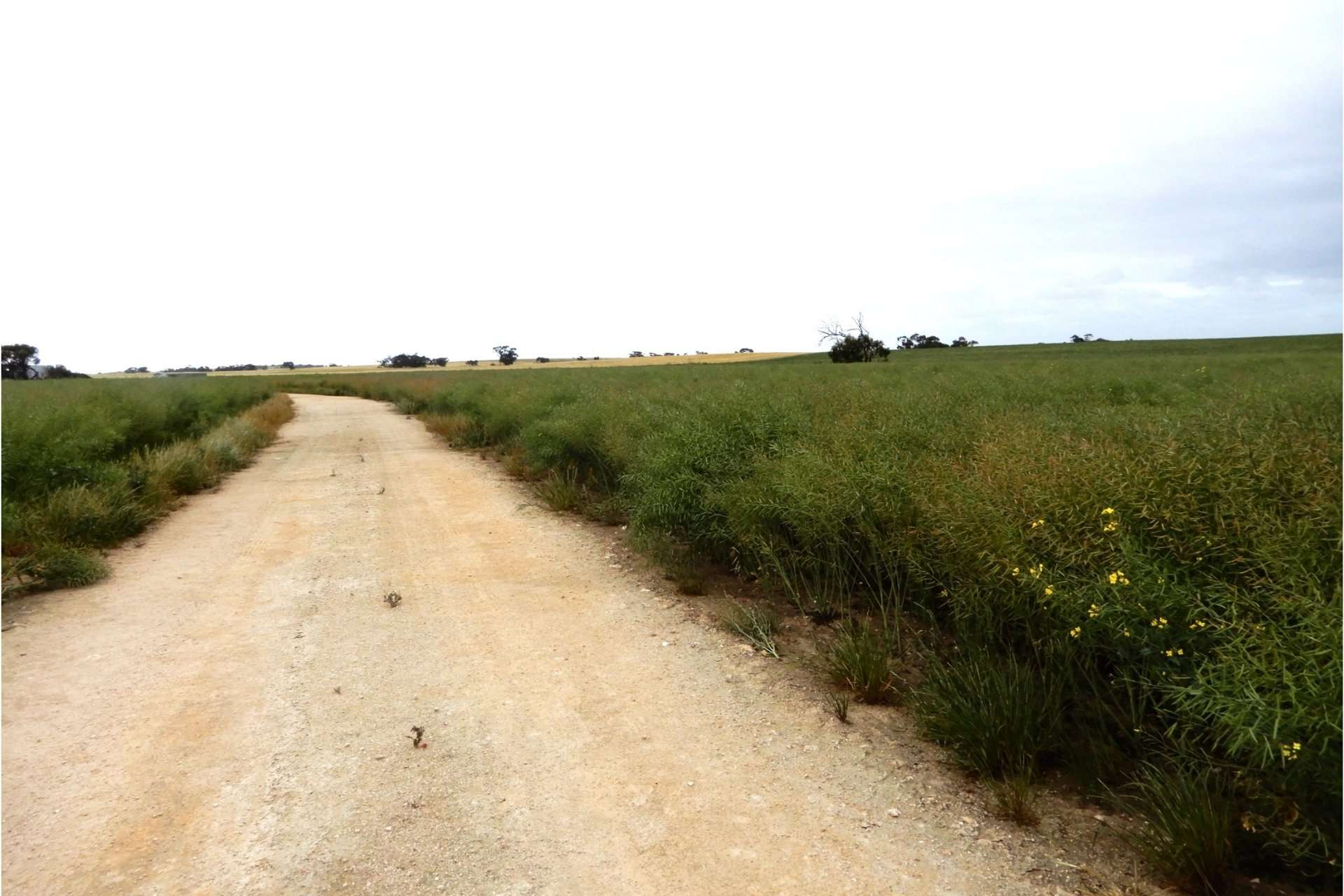2473 Dukes Highway, Coomandook For Sale by Farmbuy.com - image 21