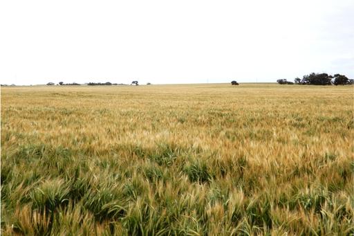 Farm For Sale - SA - Coomandook - 5261 - Versatile Cropping and Grazing 