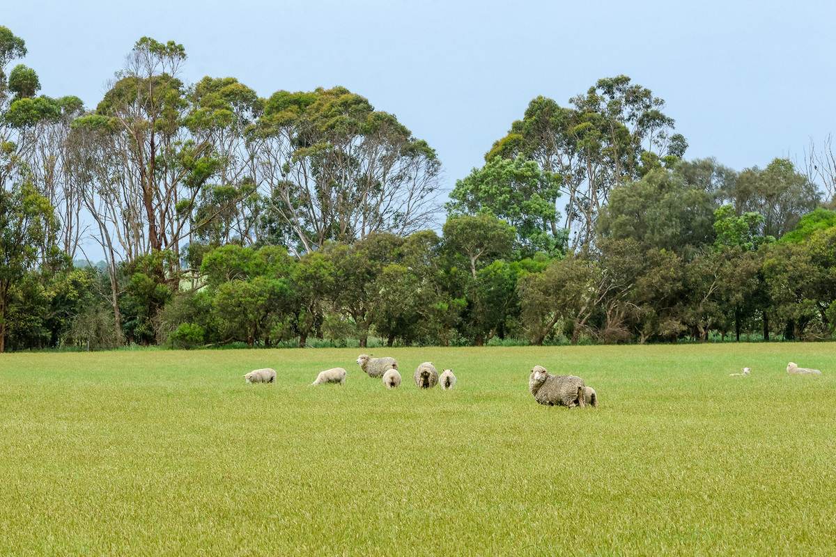 'Moorilah' 318 Jelbarts Road, Gerrigerrup For Sale by Farmbuy.com - image 14