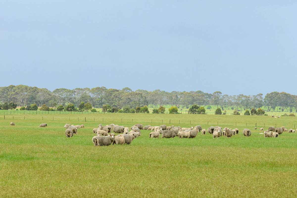 'Moorilah' 318 Jelbarts Road, Gerrigerrup For Sale by Farmbuy.com - image 23