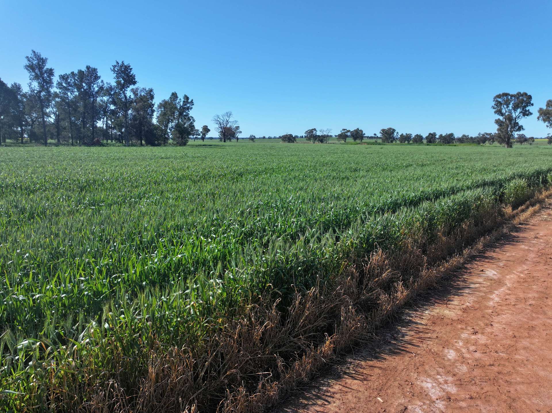 759 Lesterfield Lane, Coolamon For Sale by Farmbuy.com - image 3