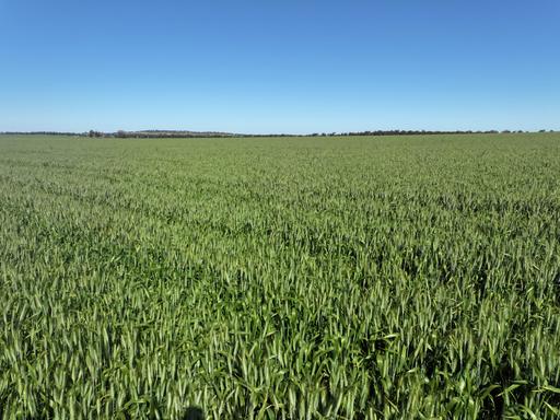 759 Lesterfield Lane, Coolamon NSW 2701