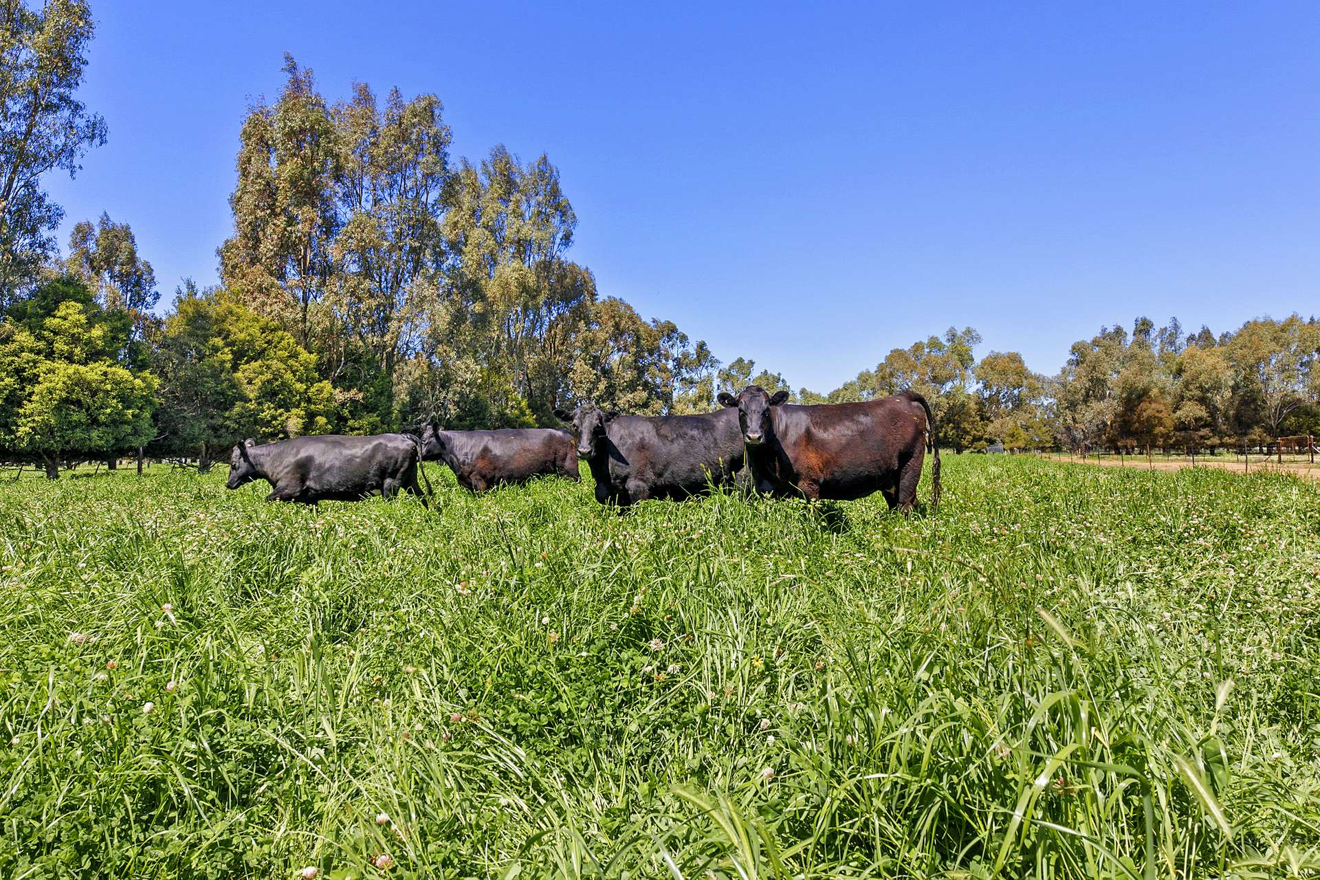 46 Mywee Road, Strathmerton For Sale by Farmbuy.com - image 13